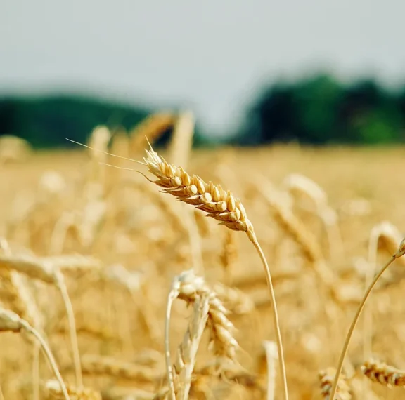 Access to crop agricultural products depends on more than production alone. In New Zealand, farmers and agribusinesses face challenges such as logistics constraints, regulatory requirements, climate pressures, and market access limitations. Breaking down these barriers is essential to ensuring crops move efficiently from farms to consumers.