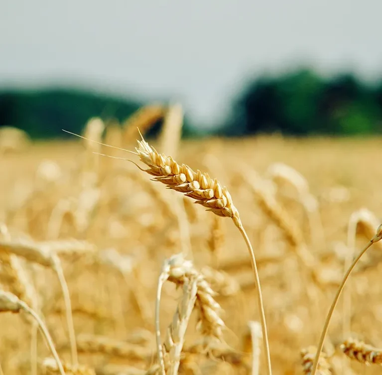 Access to crop agricultural products depends on more than production alone. In New Zealand, farmers and agribusinesses face challenges such as logistics constraints, regulatory requirements, climate pressures, and market access limitations. Breaking down these barriers is essential to ensuring crops move efficiently from farms to consumers.