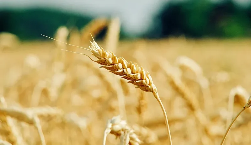 Access to crop agricultural products depends on more than production alone. In New Zealand, farmers and agribusinesses face challenges such as logistics constraints, regulatory requirements, climate pressures, and market access limitations. Breaking down these barriers is essential to ensuring crops move efficiently from farms to consumers.