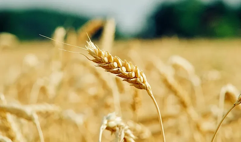 Access to crop agricultural products depends on more than production alone. In New Zealand, farmers and agribusinesses face challenges such as logistics constraints, regulatory requirements, climate pressures, and market access limitations. Breaking down these barriers is essential to ensuring crops move efficiently from farms to consumers.