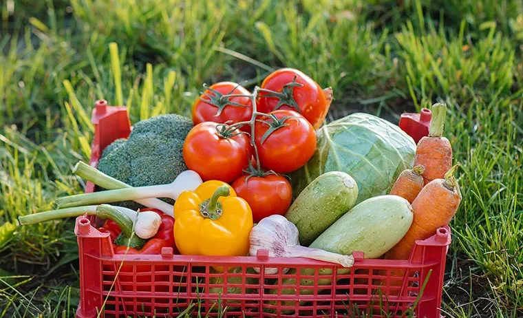Sustainable farming is central to New Zealand’s agricultural sector, supporting food production while protecting land, water, and biodiversity. By focusing on soil health, responsible water use, and environmentally sound farming methods, New Zealand farms can produce high-quality food while preserving natural resources for future generations.
