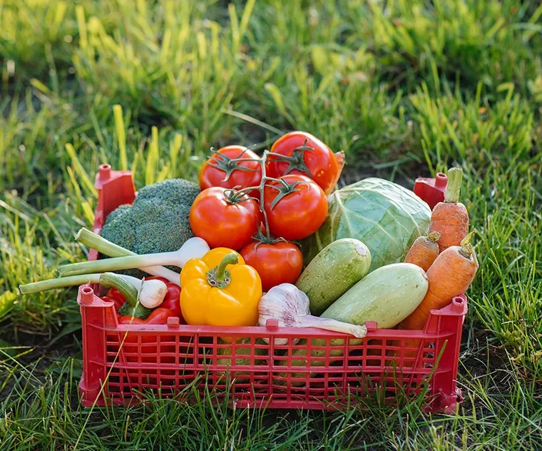 Sustainable farming is central to New Zealand’s agricultural sector, supporting food production while protecting land, water, and biodiversity. By focusing on soil health, responsible water use, and environmentally sound farming methods, New Zealand farms can produce high-quality food while preserving natural resources for future generations.