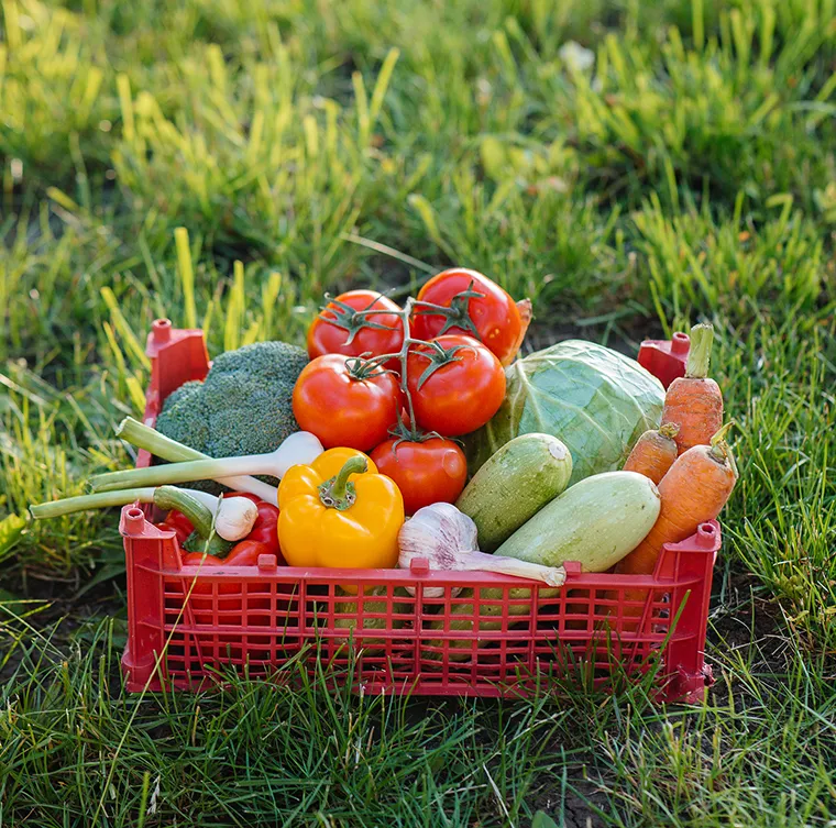 Sustainable farming is central to New Zealand’s agricultural sector, supporting food production while protecting land, water, and biodiversity. By focusing on soil health, responsible water use, and environmentally sound farming methods, New Zealand farms can produce high-quality food while preserving natural resources for future generations.