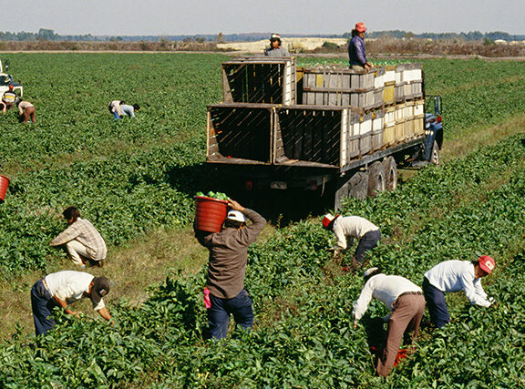 Modern farming depends on a reliable and skilled workforce to operate efficiently and sustainably. In New Zealand, agriculture continues to play a vital role in food production, exports, and rural communities. To meet labour demands, international workers have become an essential part of today’s farming operations.