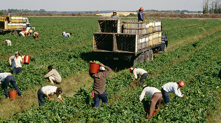 Modern farming depends on a reliable and skilled workforce to operate efficiently and sustainably. In New Zealand, agriculture continues to play a vital role in food production, exports, and rural communities. To meet labour demands, international workers have become an essential part of today’s farming operations.