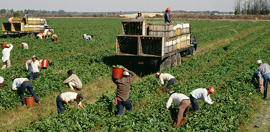 Modern farming depends on a reliable and skilled workforce to operate efficiently and sustainably. In New Zealand, agriculture continues to play a vital role in food production, exports, and rural communities. To meet labour demands, international workers have become an essential part of today’s farming operations.